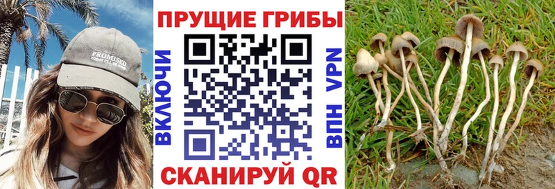 Псилоцибиновые грибы мицелий Новая Ляля